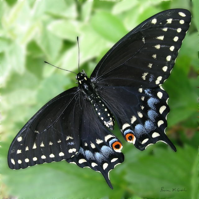 (image for) Black Swallowtail